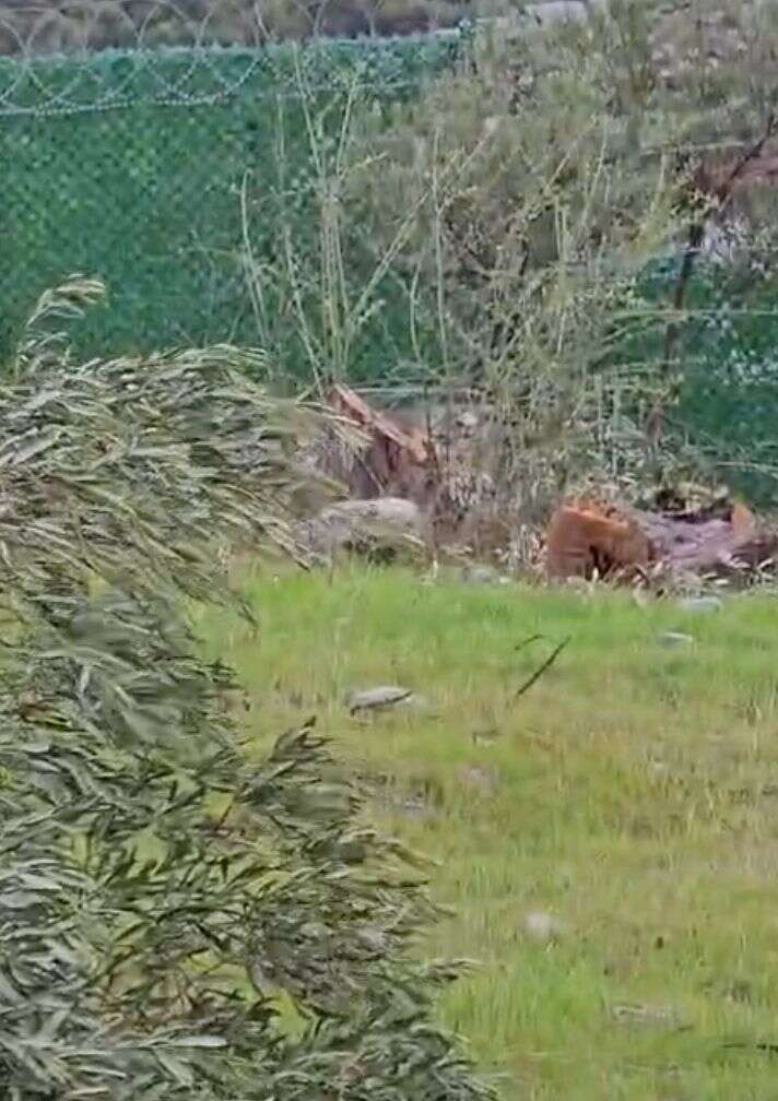 Özgür Özel’in Milas Ziyareti Öncesi  CHP Milas İlçe Başkanının Zeytin Ağaçlarını Kestiği İddiası 1